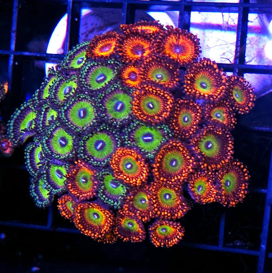 Bowser Wowzers Mix Zoa