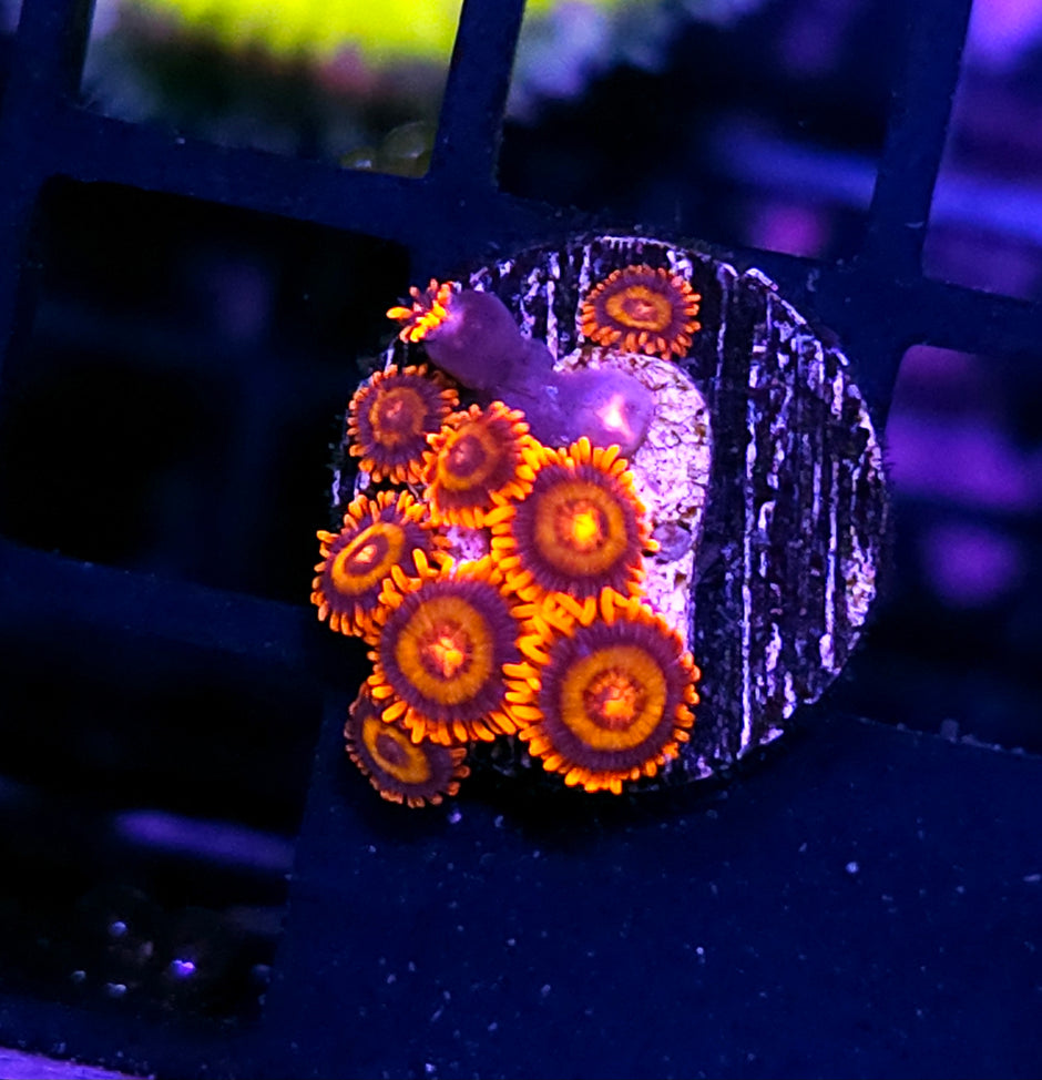 Orange Oxide Zoas