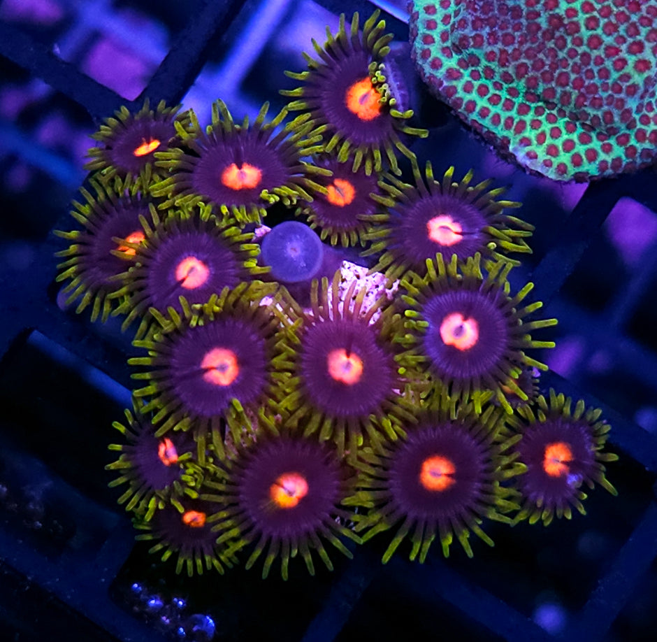 JF Blow Pop Zoas