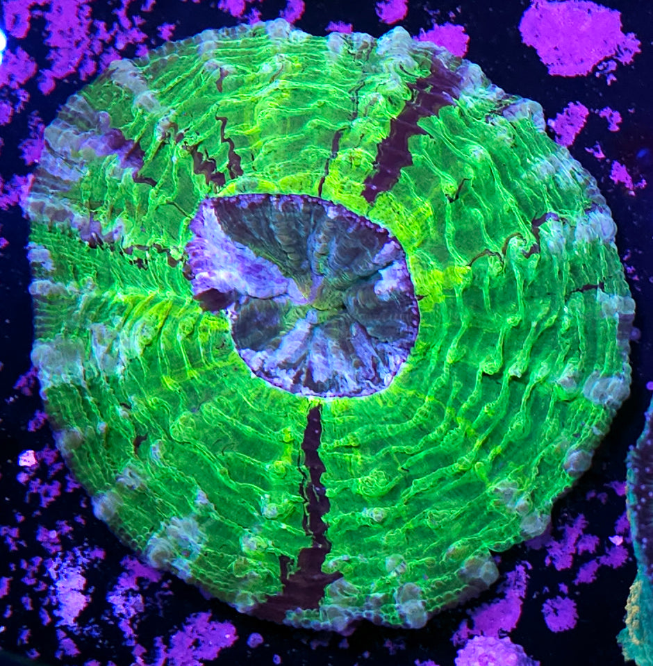 Big Plutonium Splatter Acanthophyllia