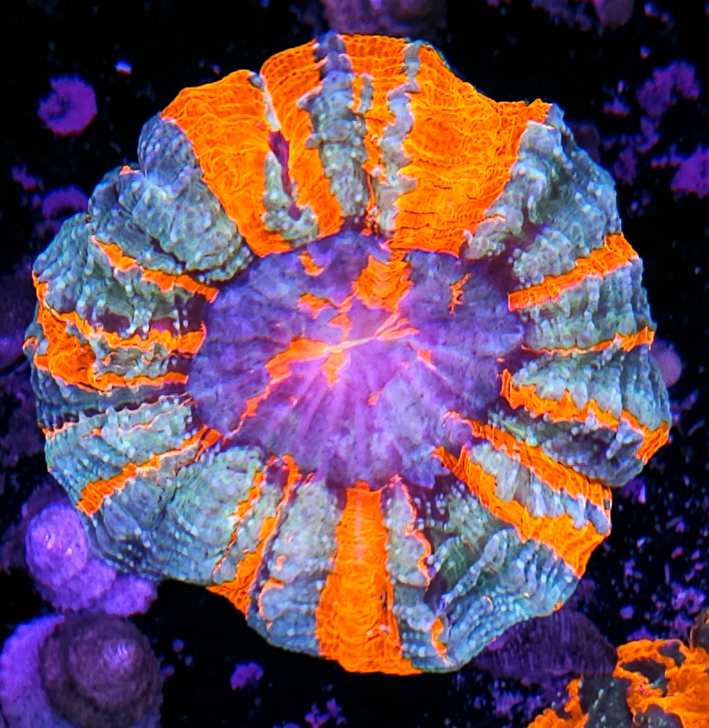 Holy Moly 🔥 Acanthophyllia