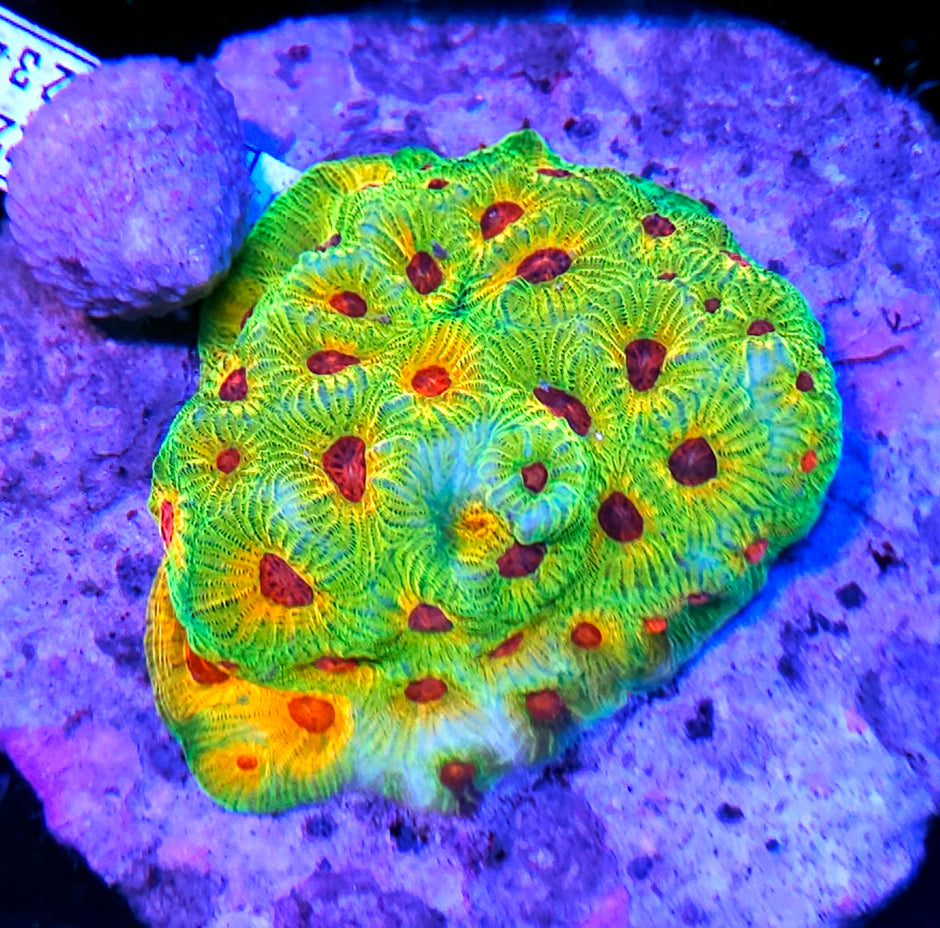 HF Fascination Favia Colony