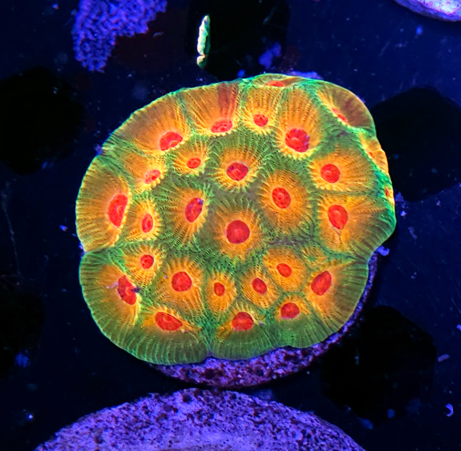 HF Candy Corn Favia Colony