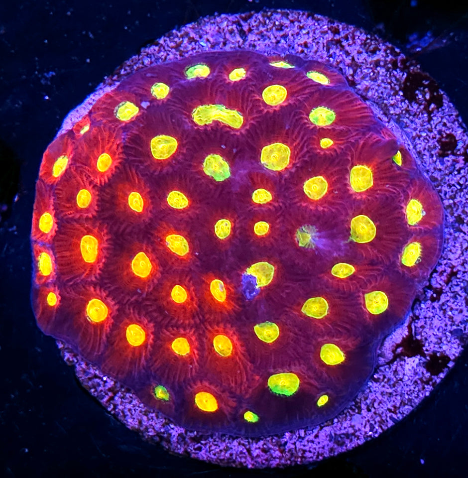 HF Kaleidoscope Favia Colony