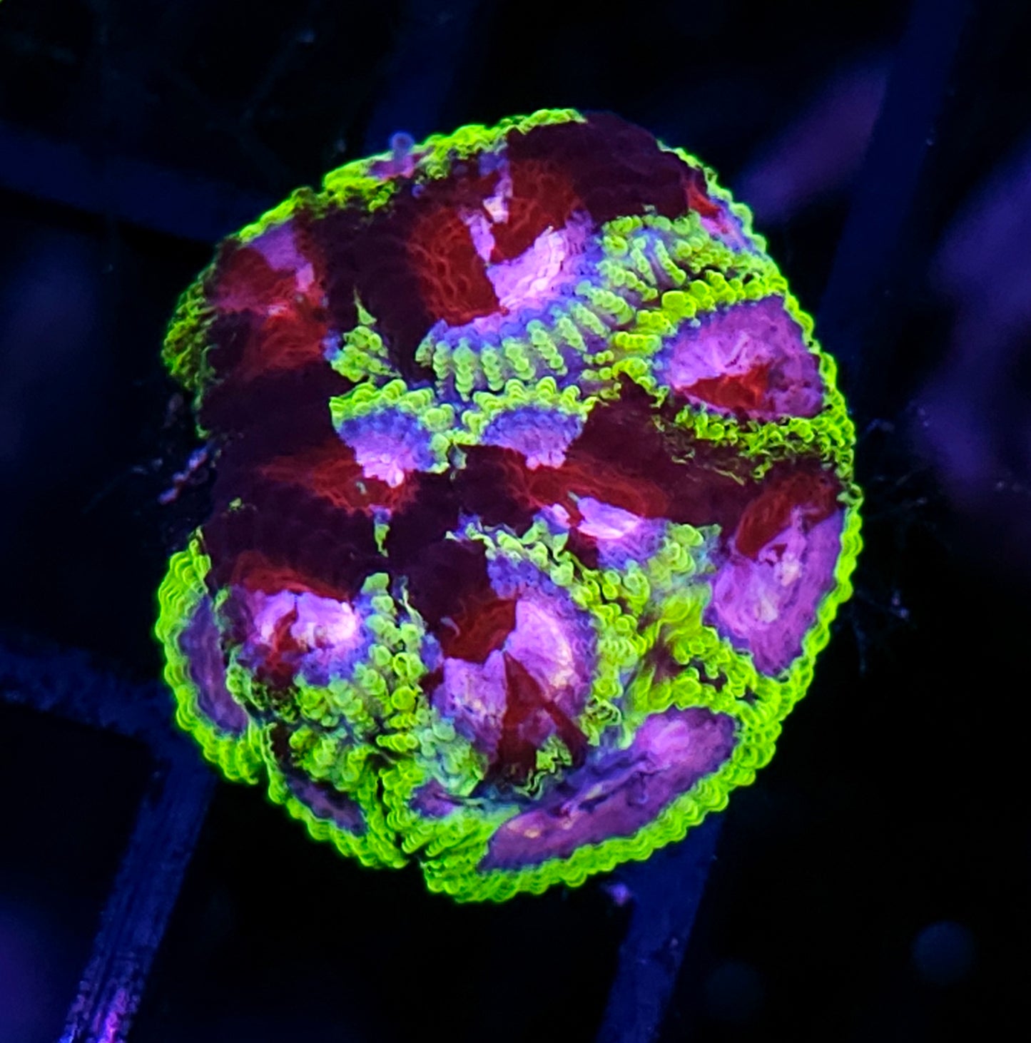 HF Ultimate Warrior Favia