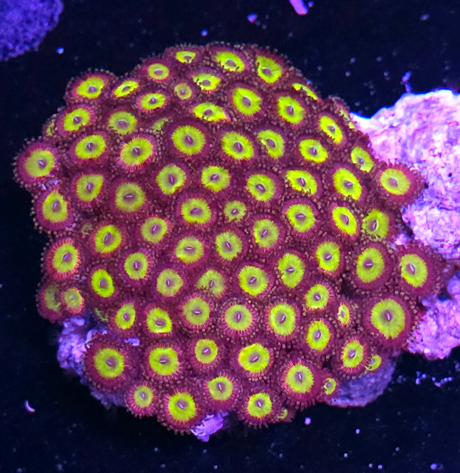 Candy Apple Pink Zoa Colony