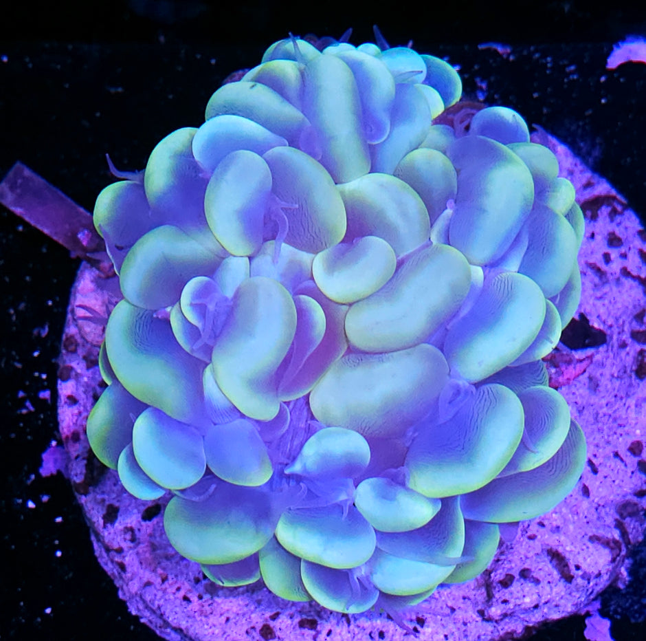 XL Epic Bubble Coral