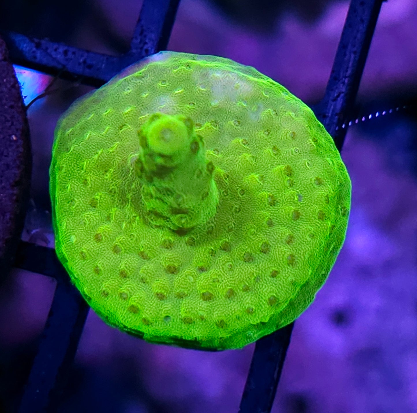 Shreks Ear Acropora