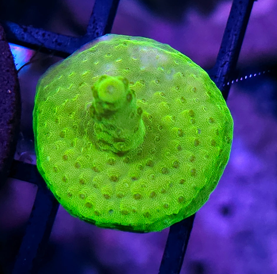 Shreks Ear Acropora