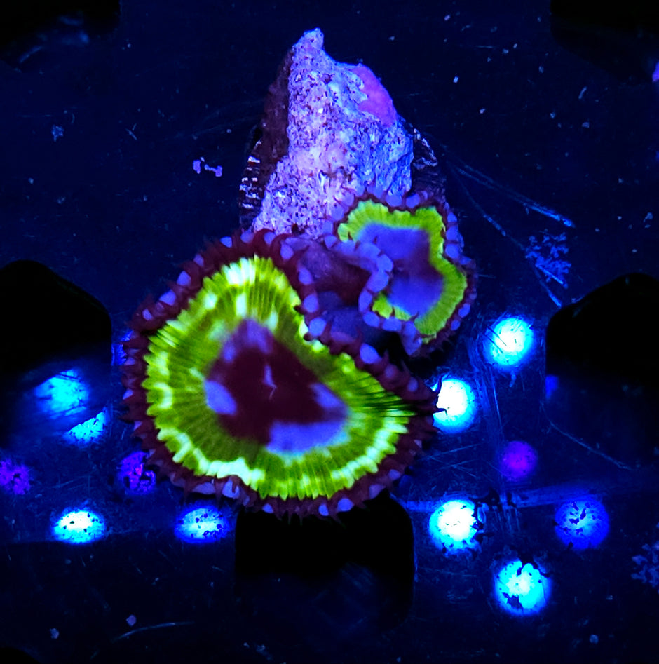 Green Grandis Palys ALMOST EXTINCT IN THE WILD