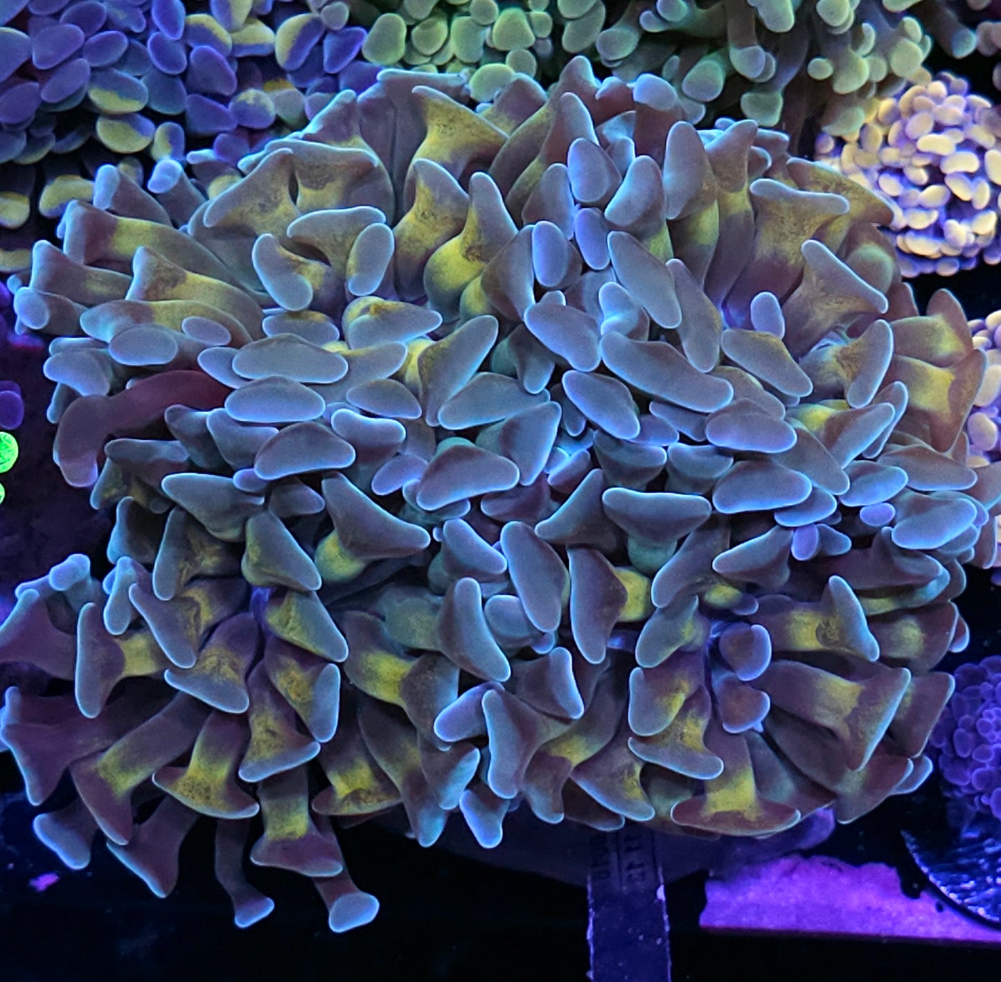 Approx 5-6 Head Machu Pichu Branching Hammer Colony