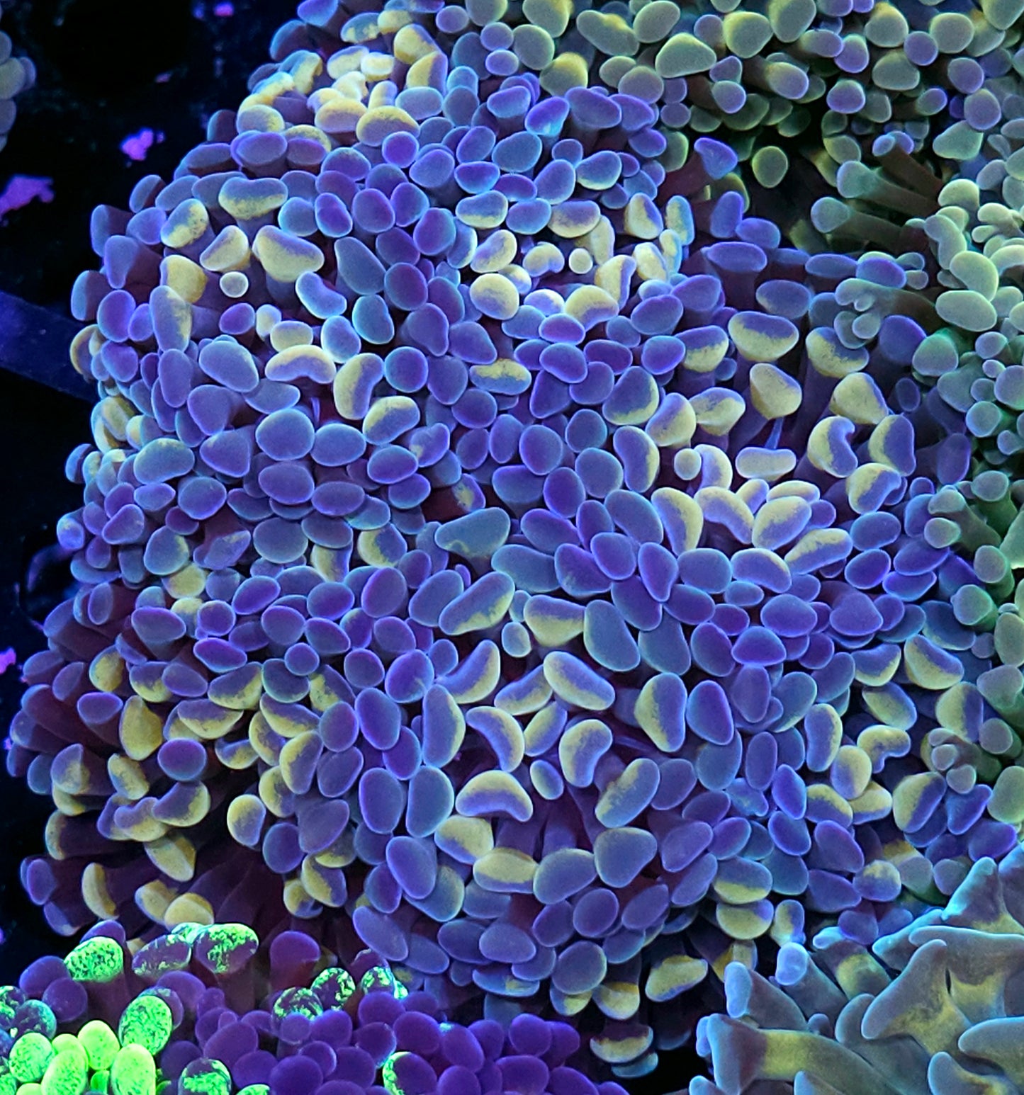 Approx 8 Head Silver Bells Branching Hammer Colony