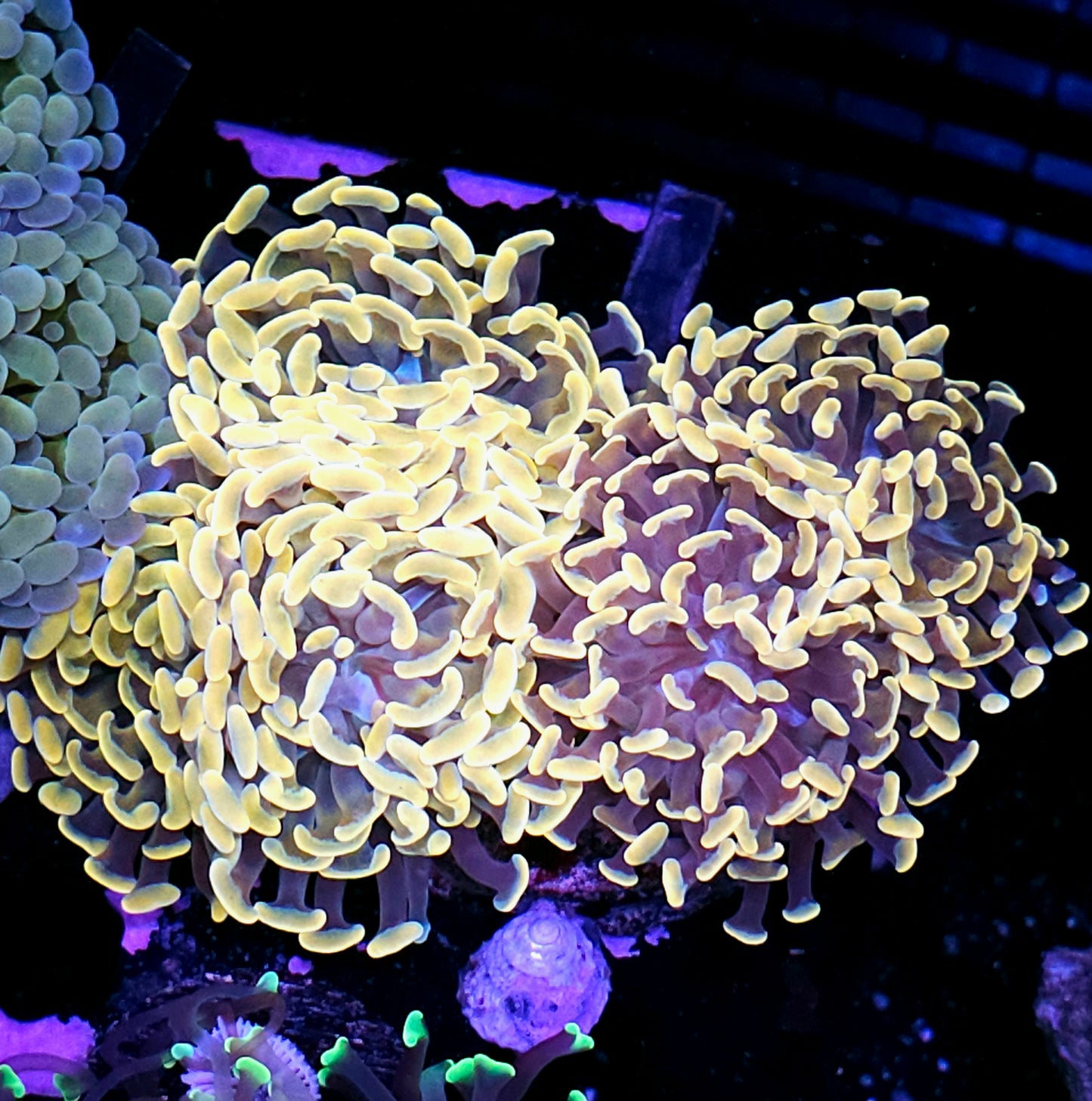 Approx 7-8 Head Yellow Brick Road Branching Hammer Colony