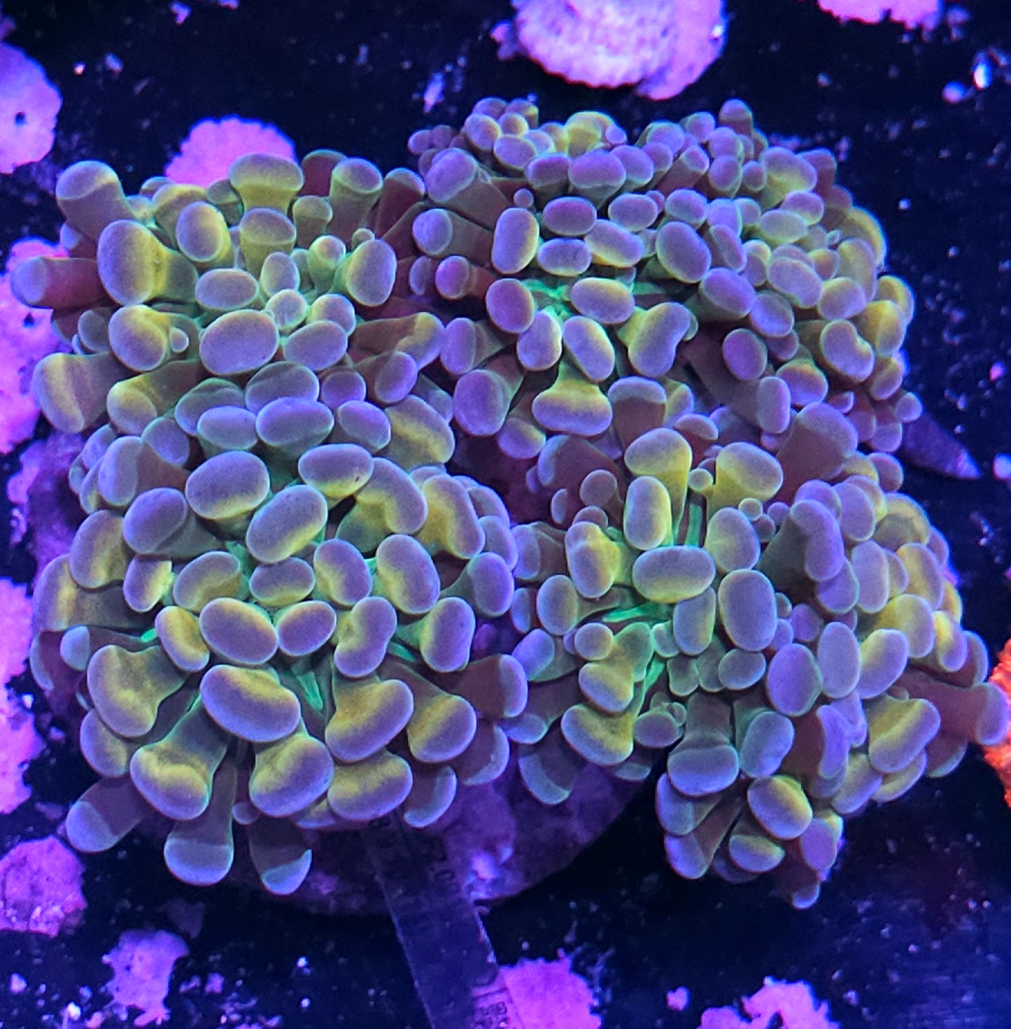 Approx 6 Head Rainbow Hologram Branching Hammer Colony
