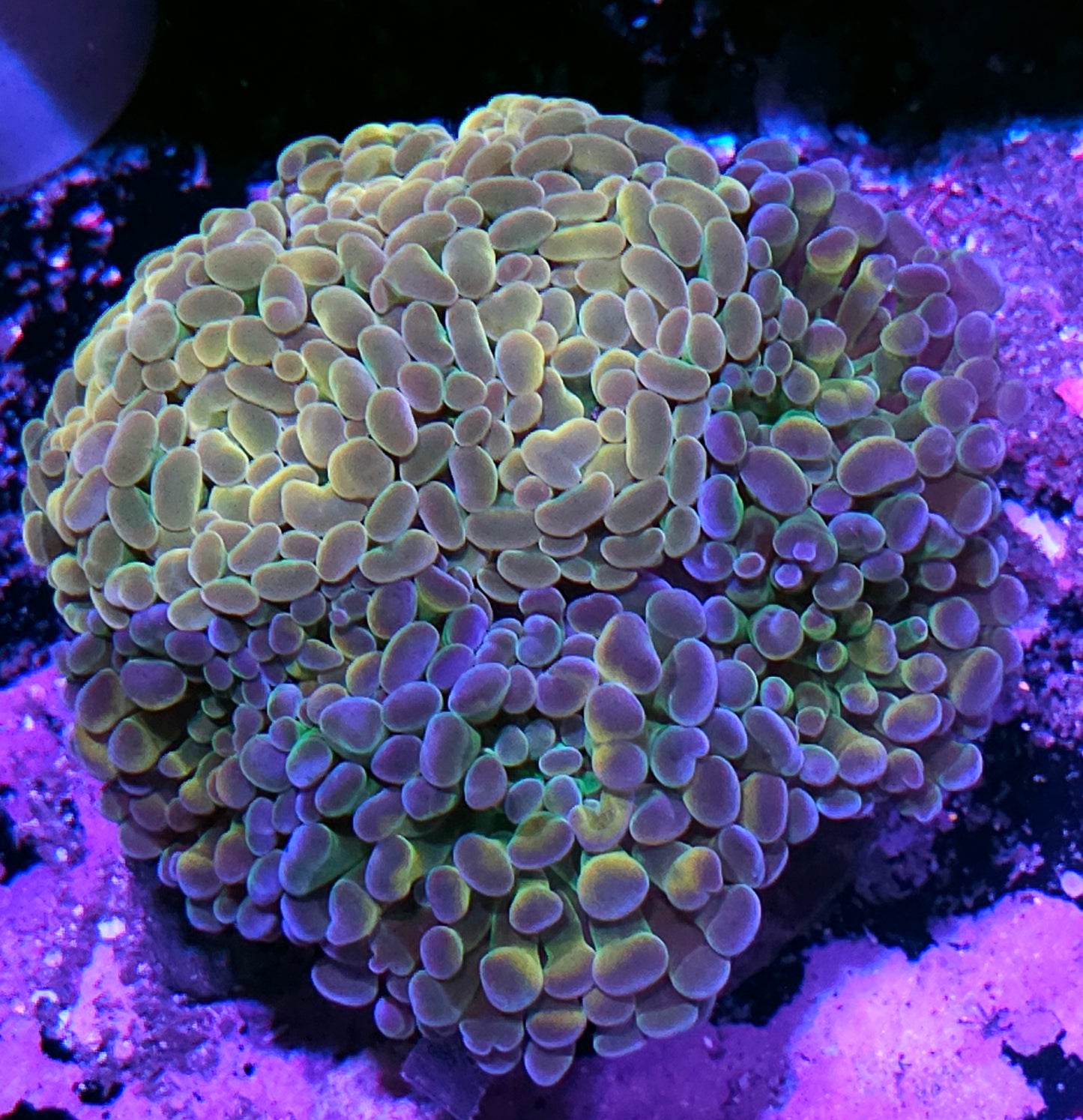 Holy Shit Grafted Branching Hammer Colony