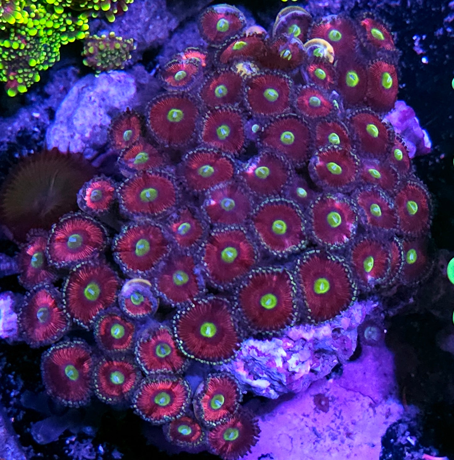 Cats Eye Zoa Colony
