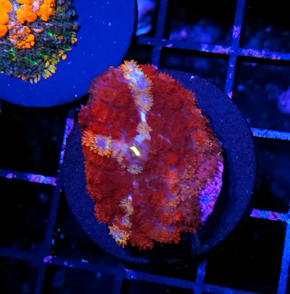 Flamethrower Pom Pom Mushroom RARE