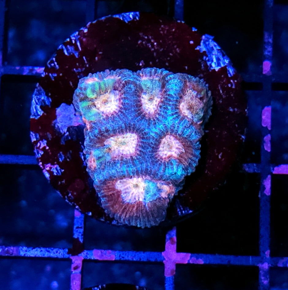 Billionaire Boy Favia