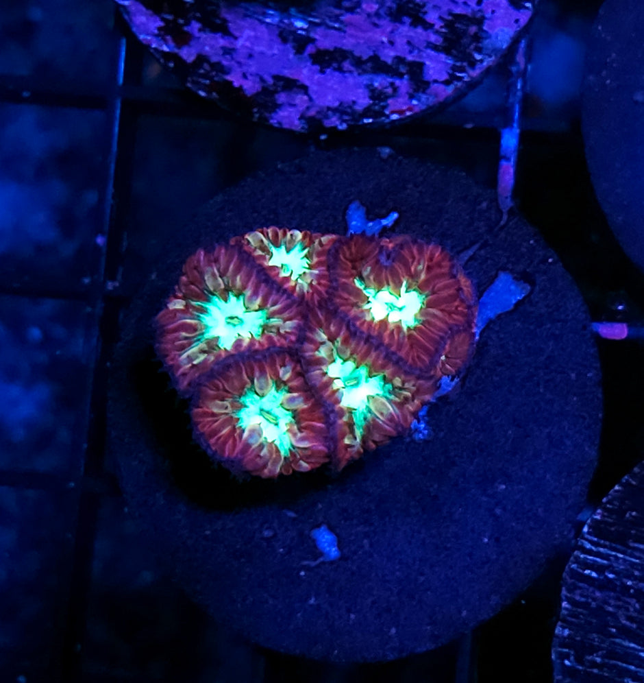 Shock and Awe Blasto