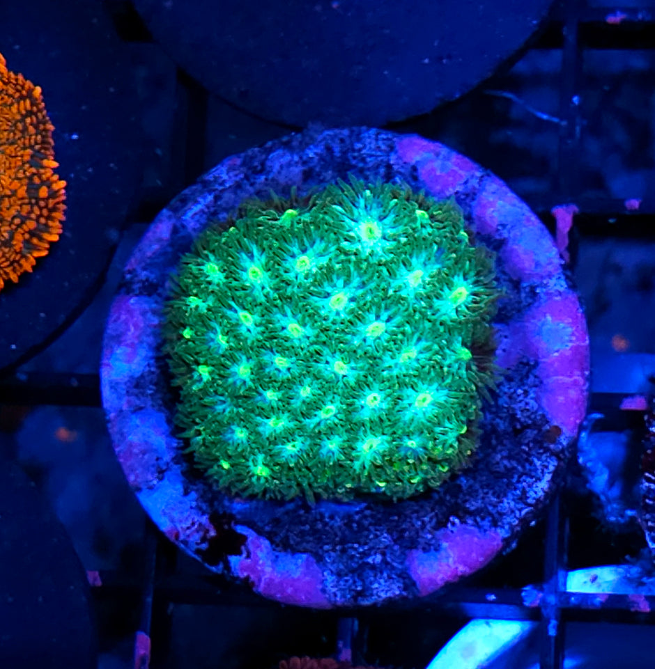 Livewire Leptastrea