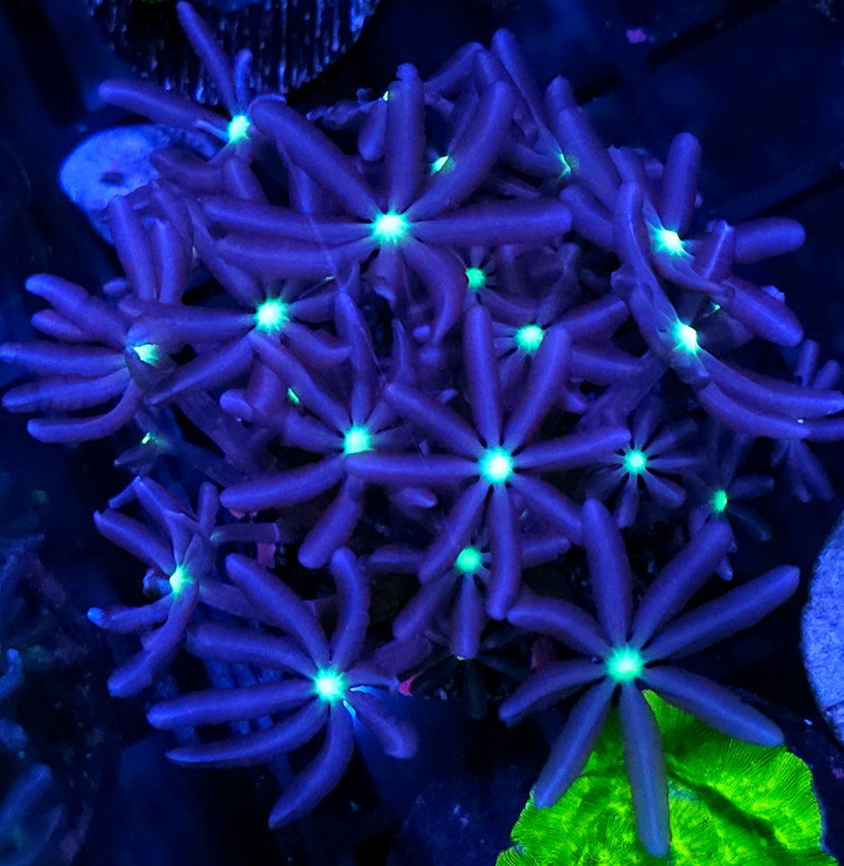 Daisy Polyps