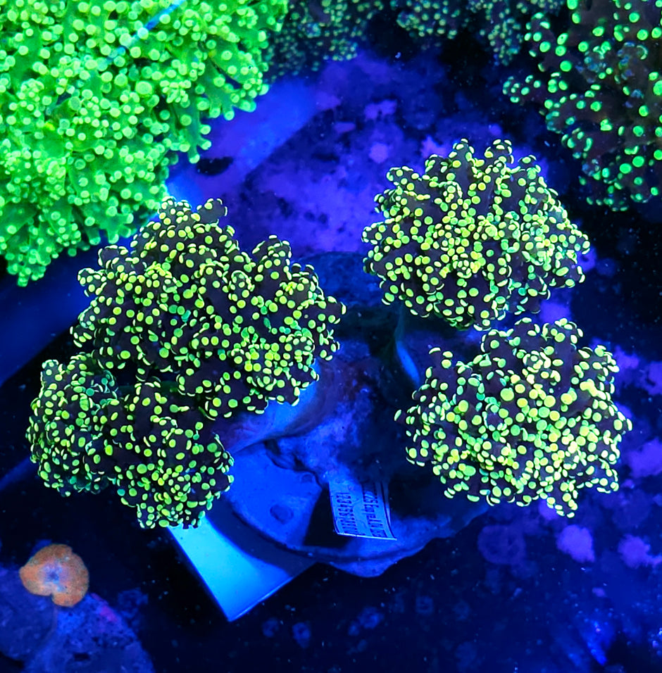 Approx 5 Head King Kobe Yayemensis Colony