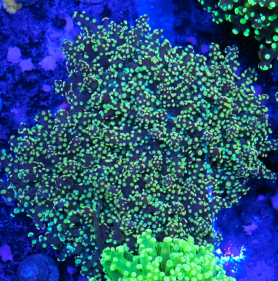 Approx 5 Head Utopia Frogspawn Colony