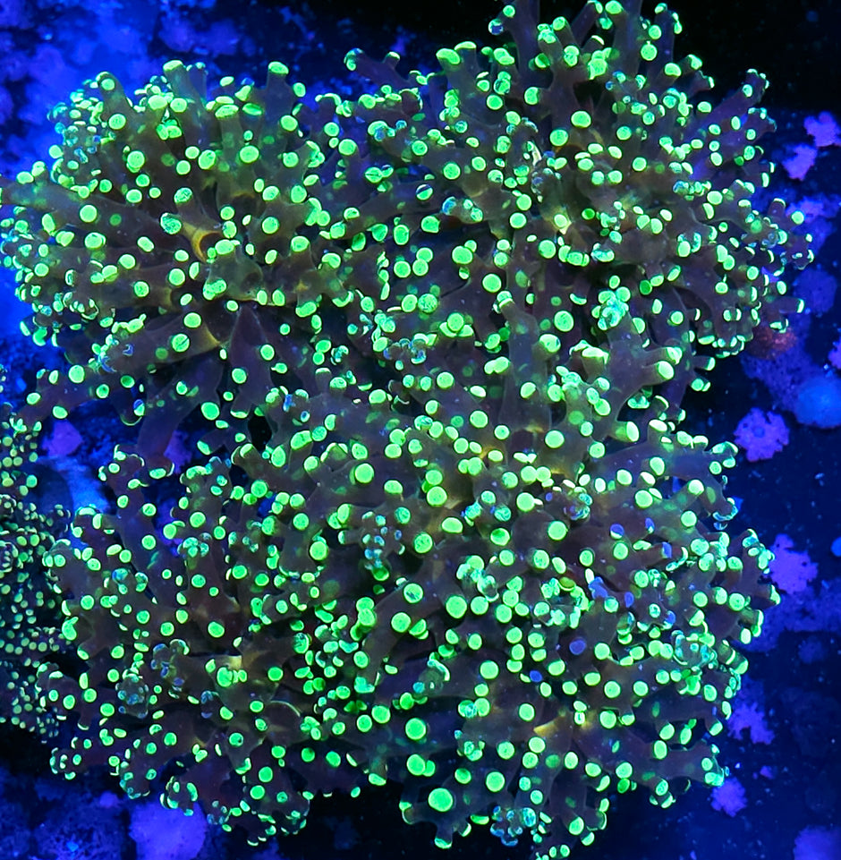 Approx 5 Head Wanderlust Frogspawn Colony