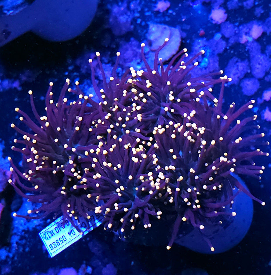 Approx 6 Head Gumdrop Torch Colony