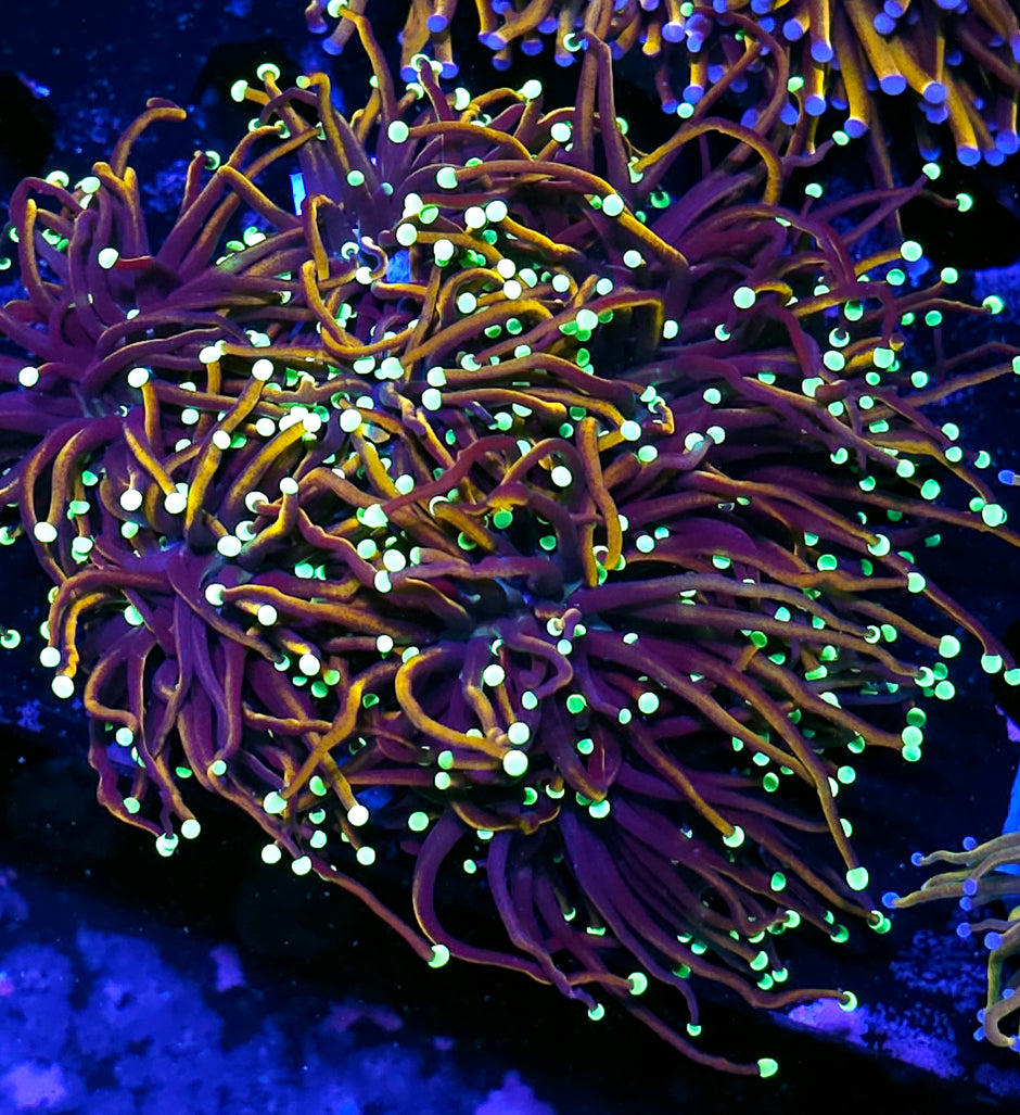 Approx 6-7 Head Dragon Tails Torch Colony