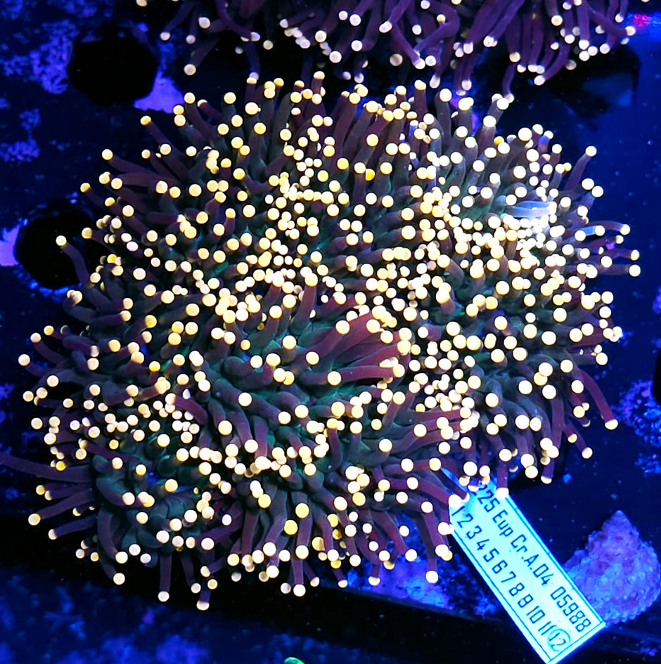 Approx 7-8 Head Orange Tip Skittles Torch Colony