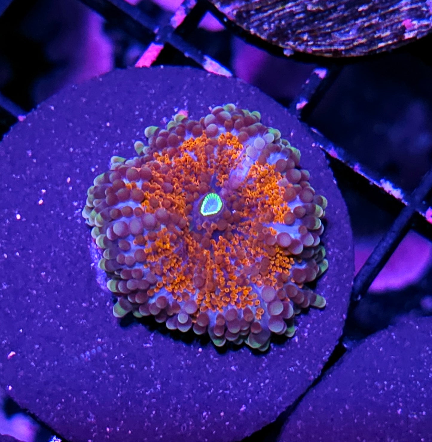 Special Vietnamese Yuma