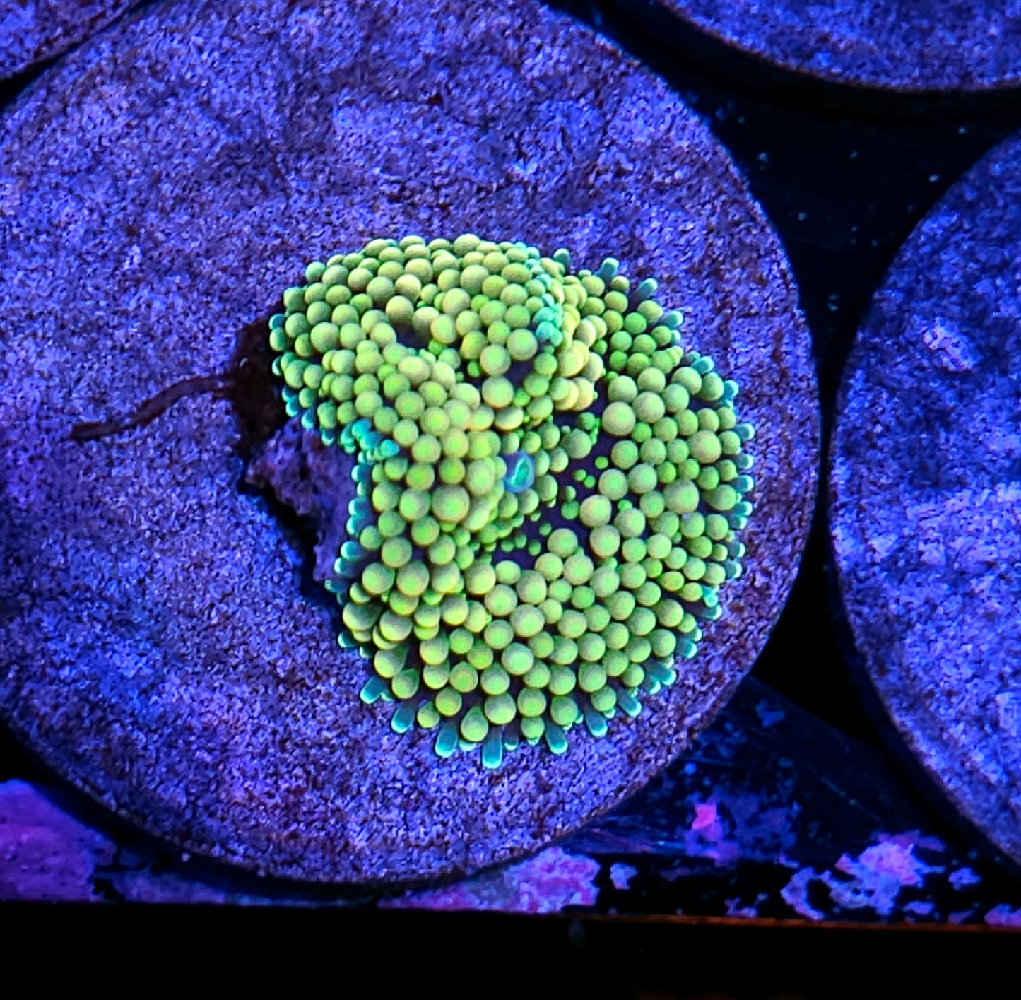 Sexy Florida Ricordea