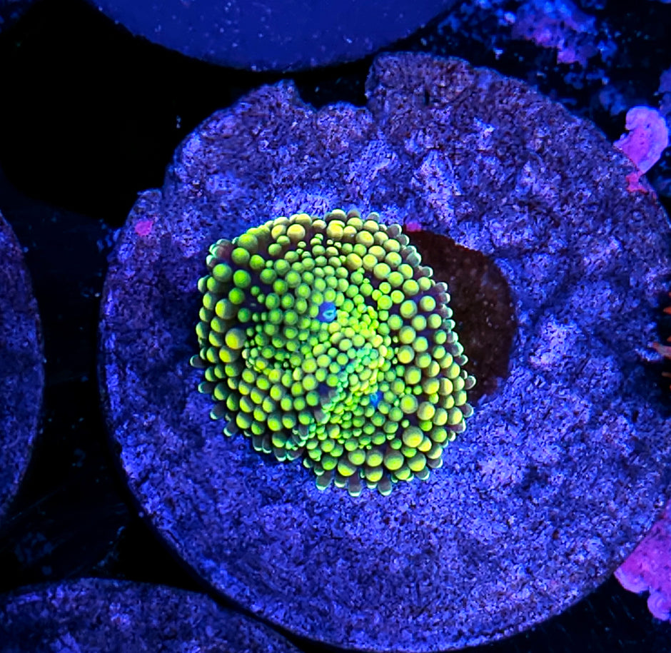 Sexy Florida Ricordea