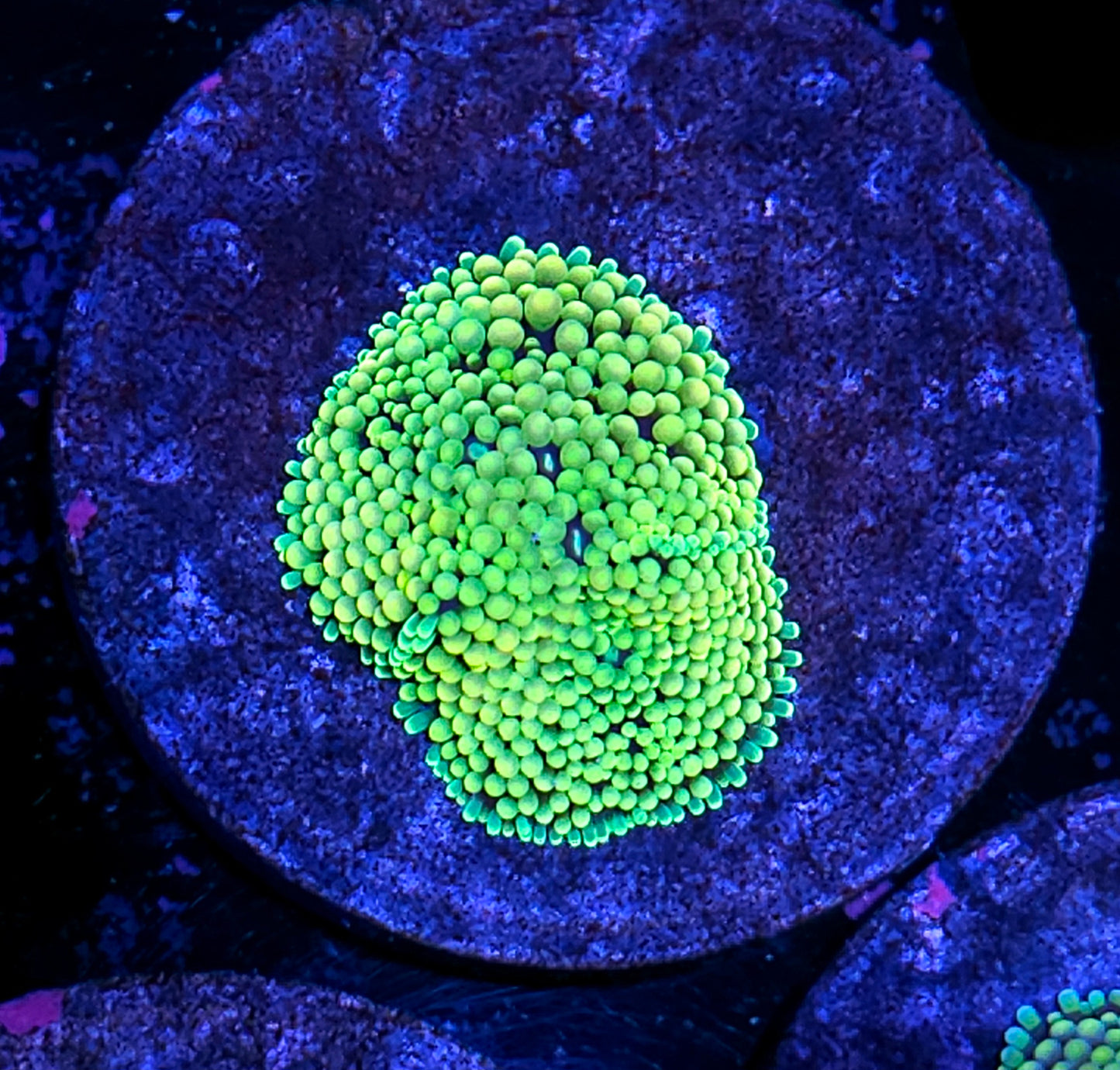 Sexy Florida Ricordea