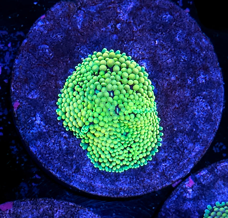 Sexy Florida Ricordea