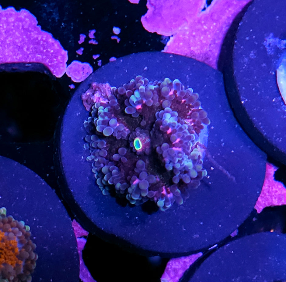 Special Vietnamese Yuma