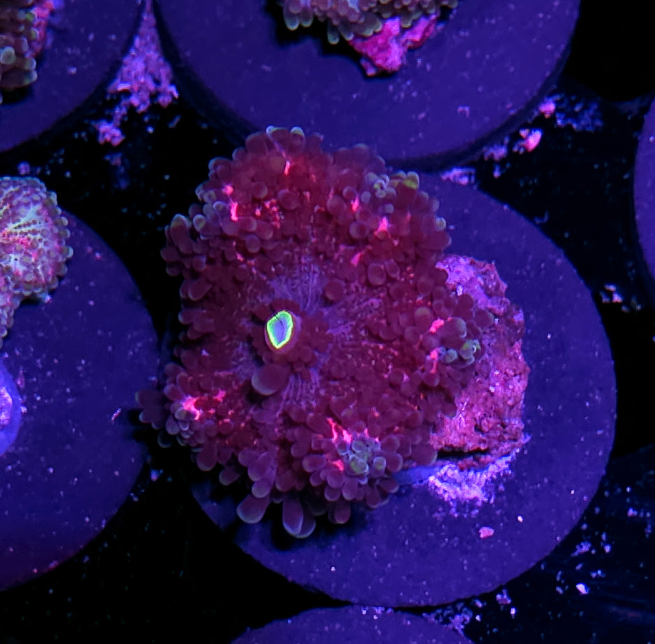 Special Vietnamese Yuma