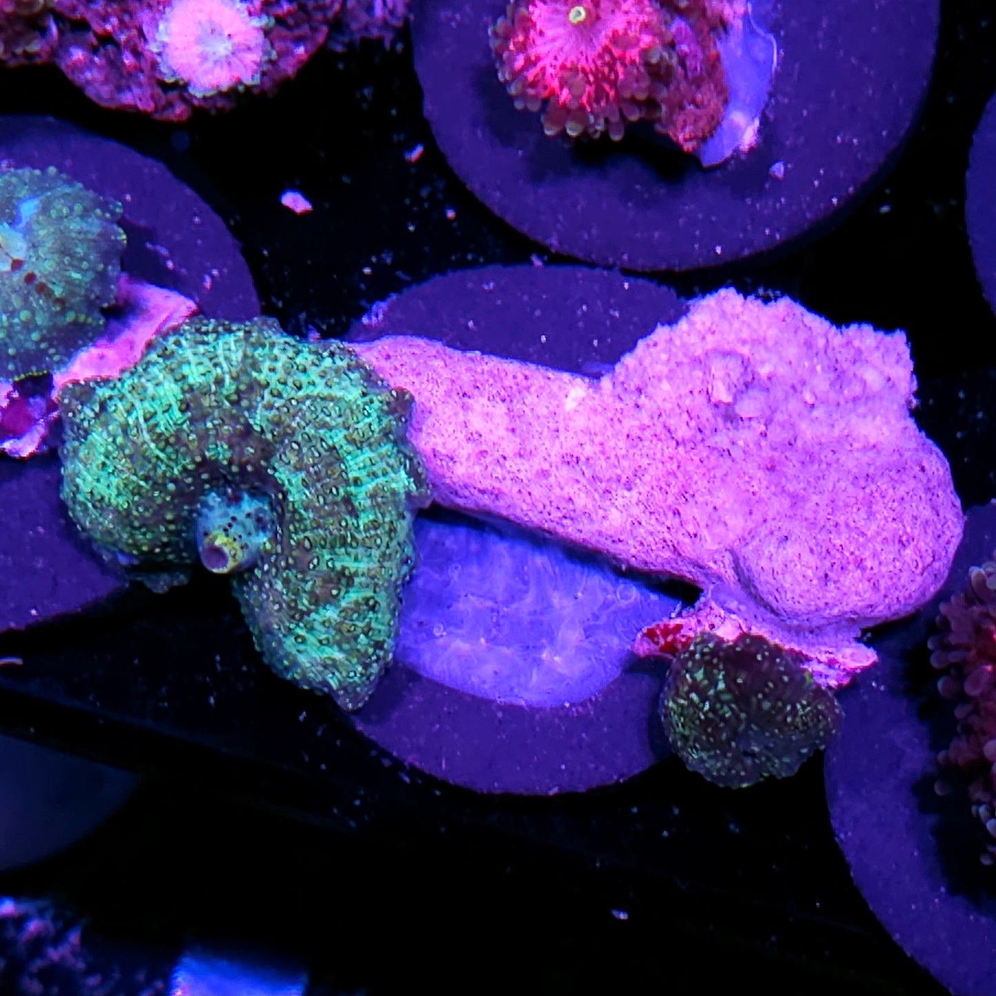 Funky Vietnamese Mushroom