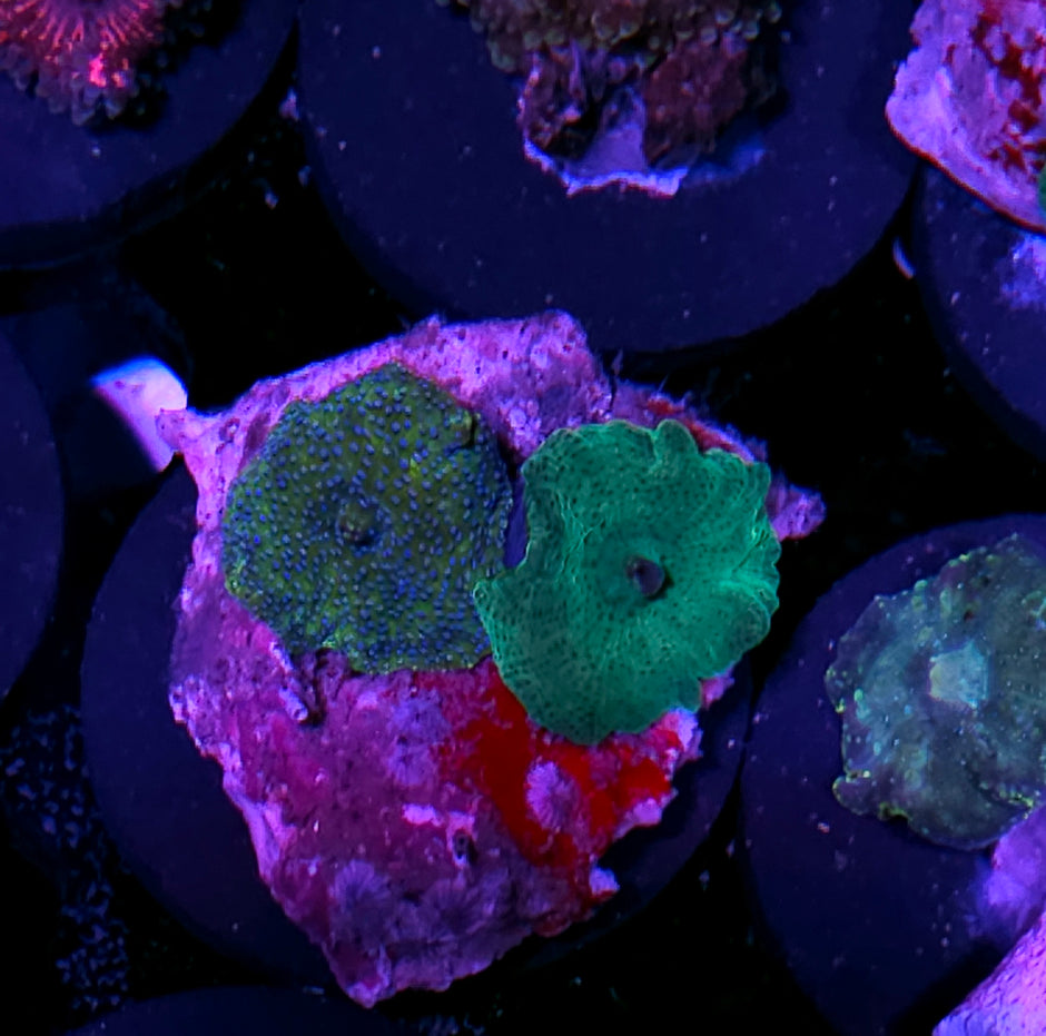 Funky Vietnamese Mushrooms