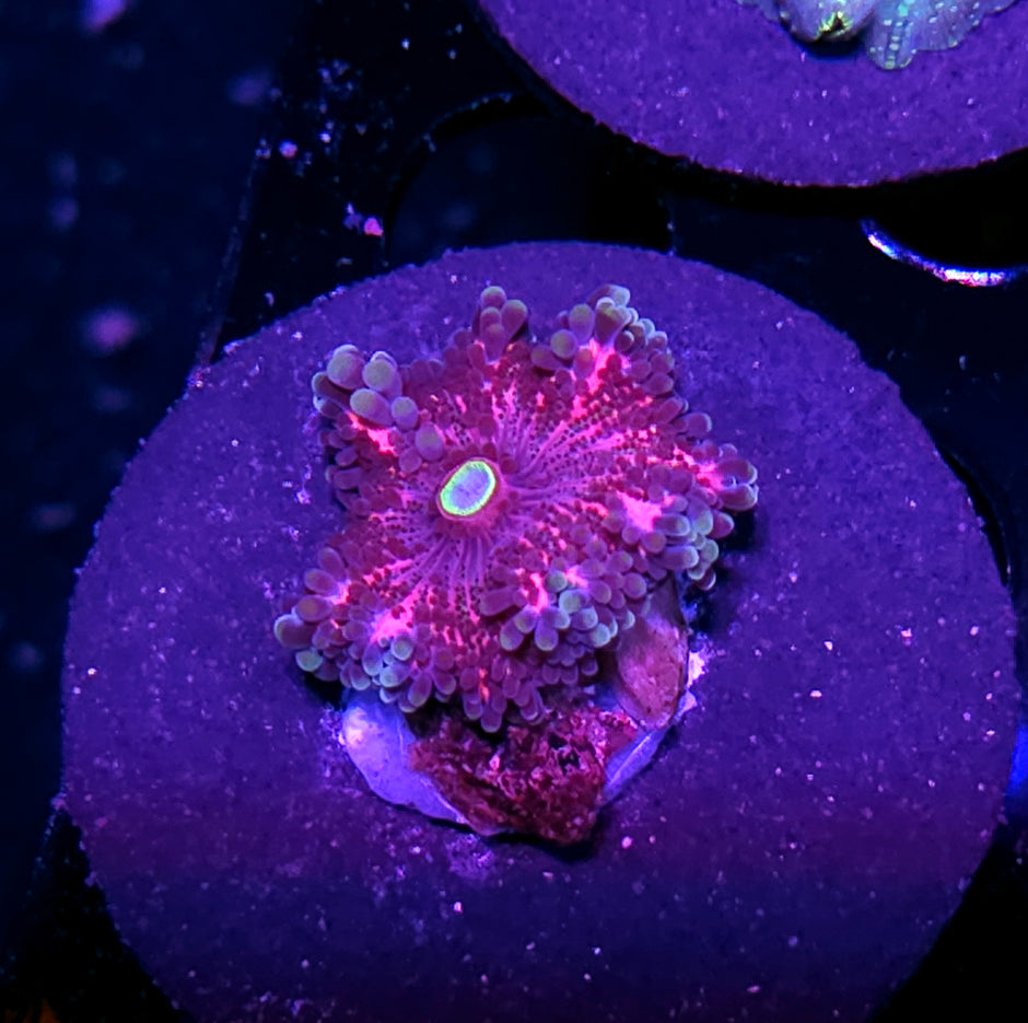 Special Vietnamese Yuma