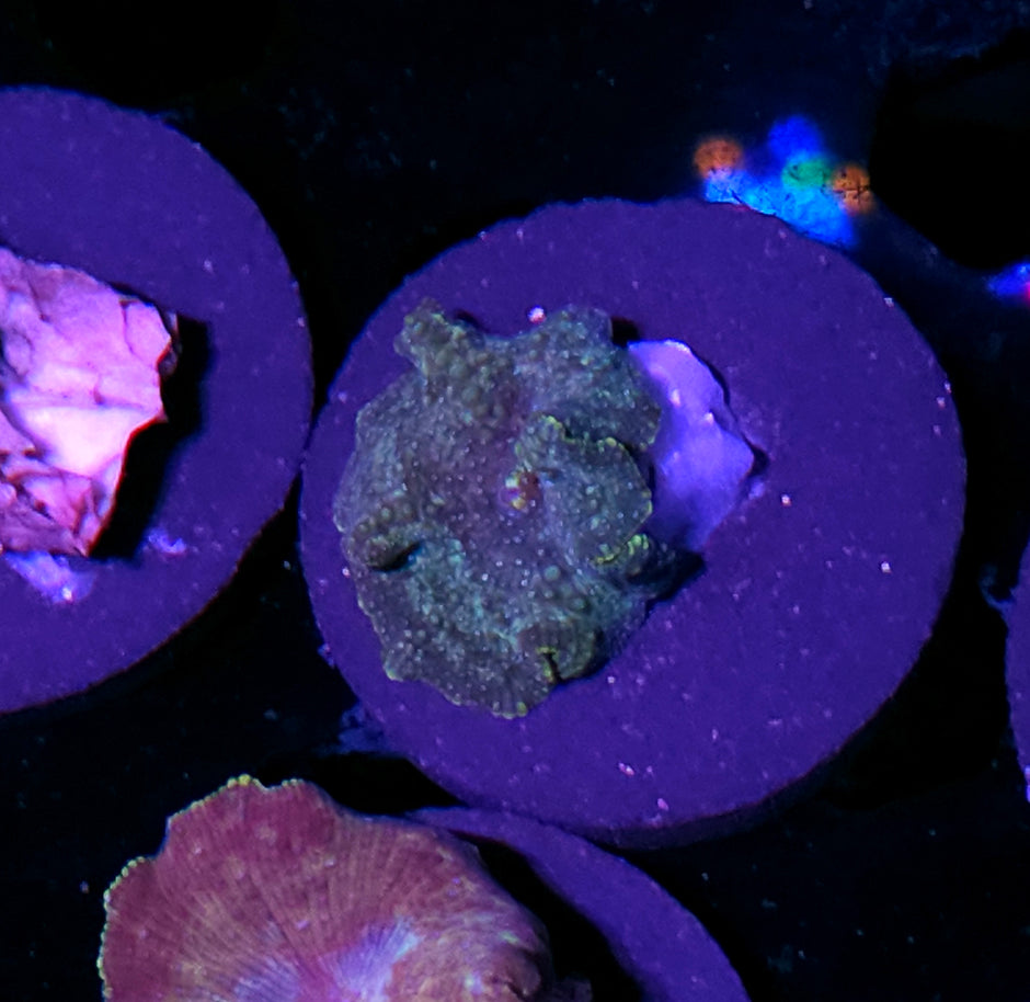 Funky Vietnamese Mushroom