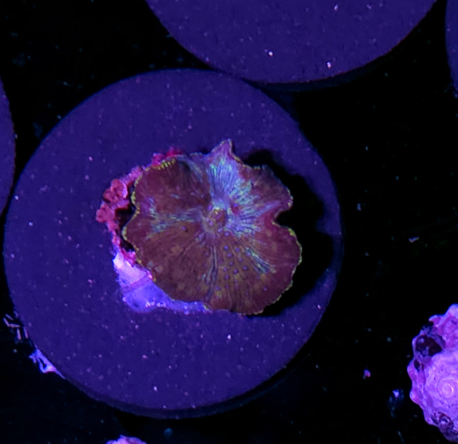 Funky Vietnamese Mushroom