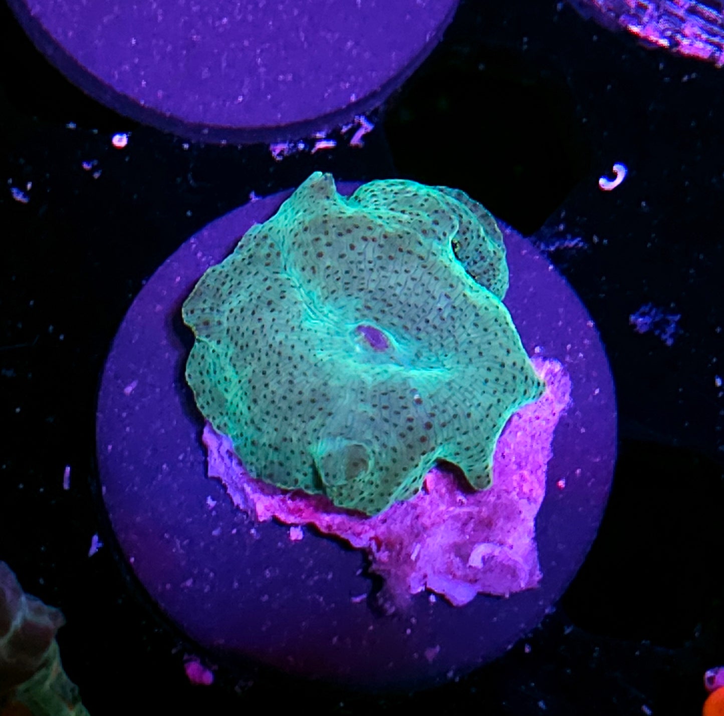 Funky Vietnamese Mushroom