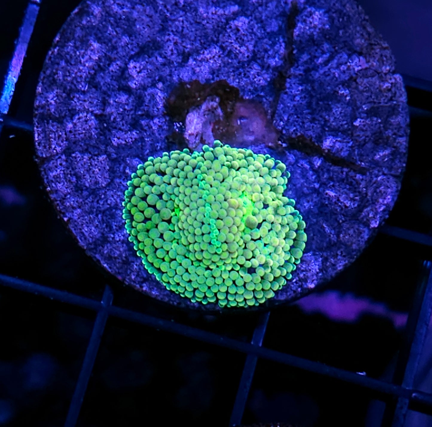 Epic Florida Ricordea