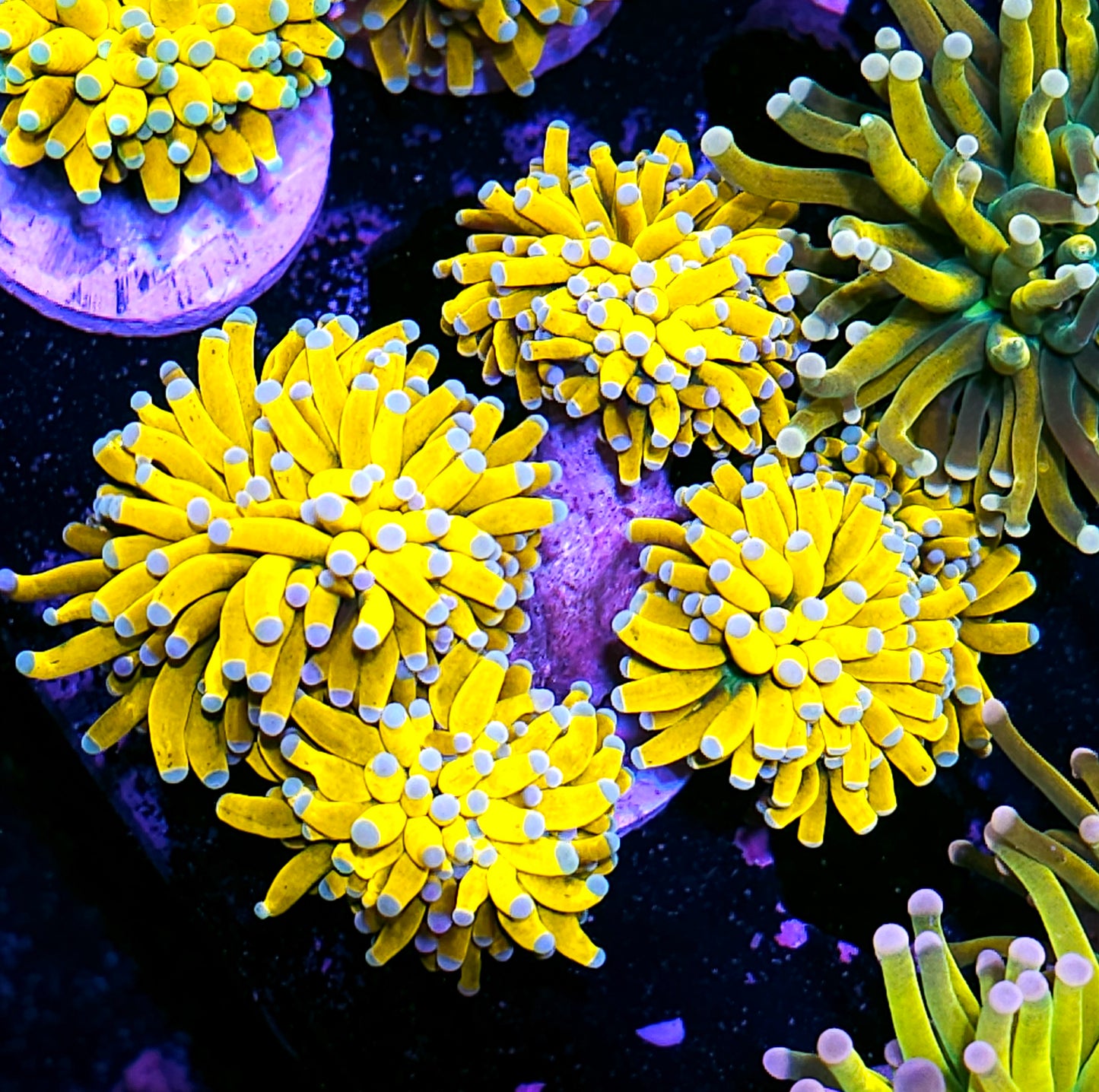 5 Head Banana 🍌 Torch Colony