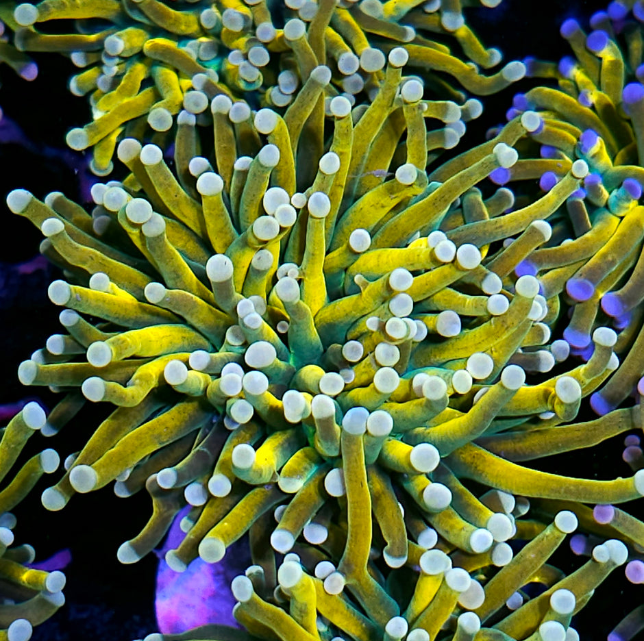 Tiger Grail Torch 🥴😱