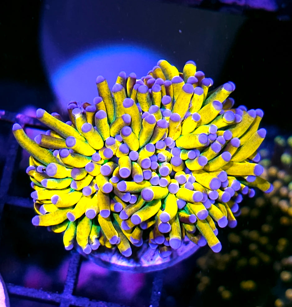 Banana 🍌 Grail Torch