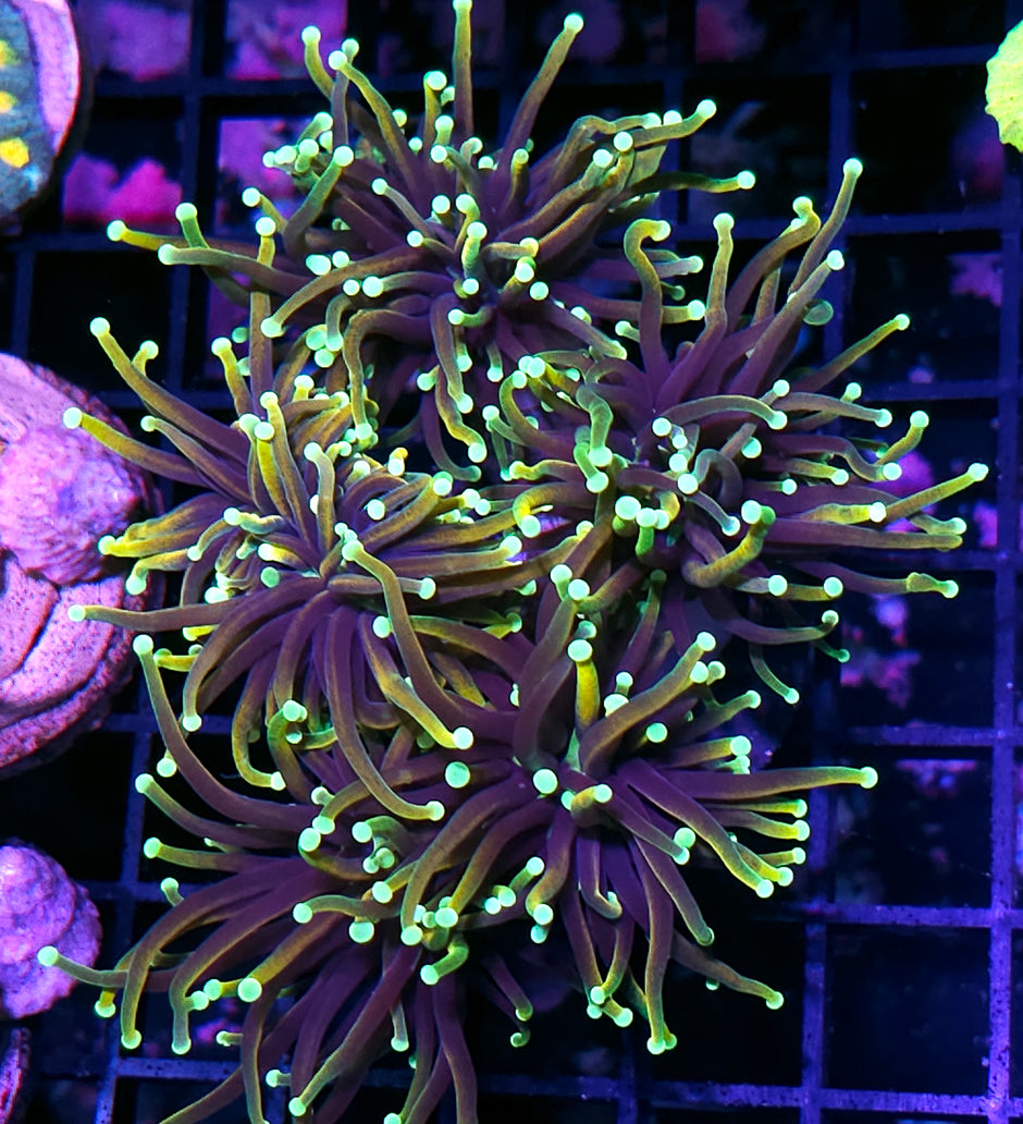 Approx 5-6 Head Dragon Soul Torch Colony