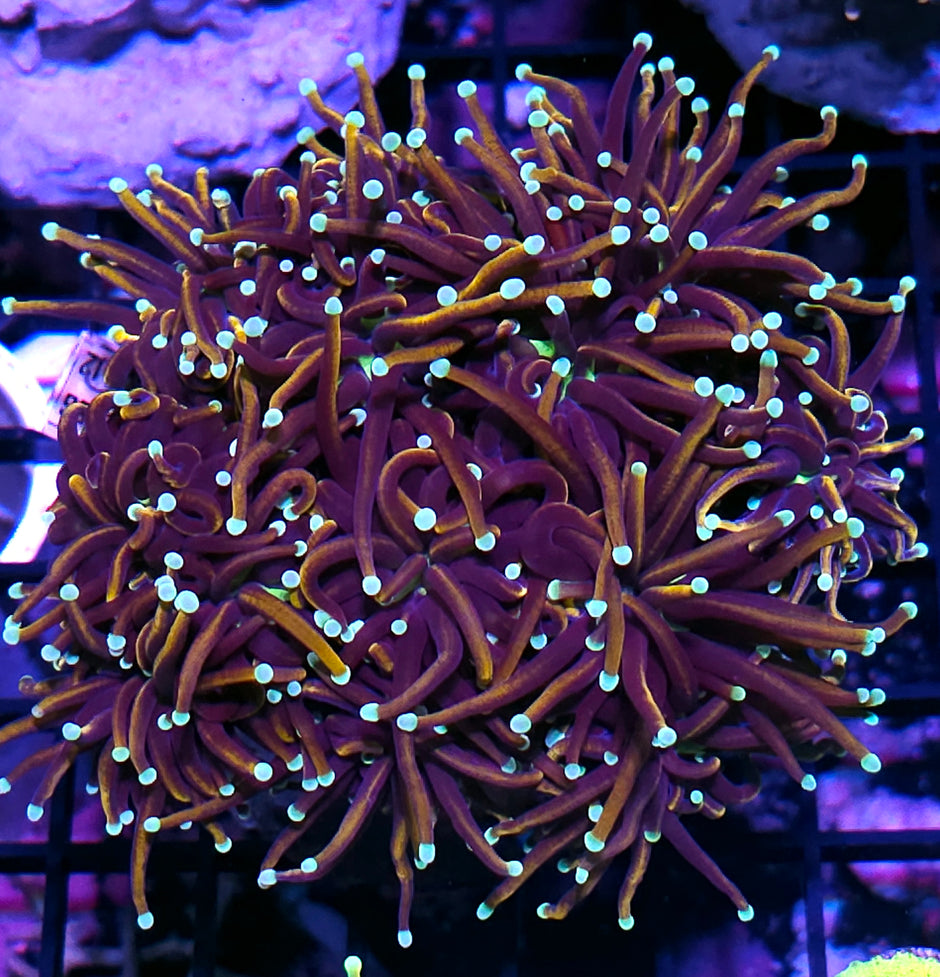 Approx 6-7 Head Goldmeister Torch Colony